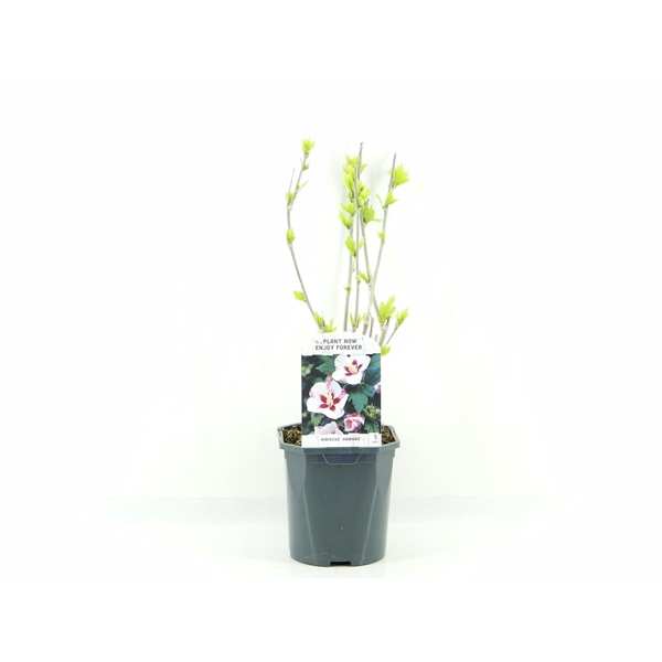 <h4>Hibiscus syr. Hamabo</h4>