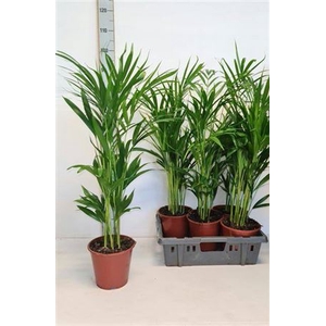 Dypsis Lutescens 15+ Dikte 2