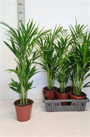 <h4>Dypsis Lutescens 15+ Dikte 2</h4>