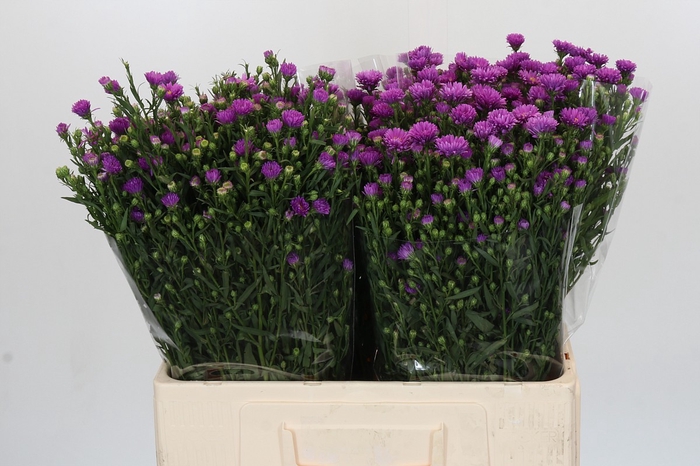 <h4>Aster Casarosa</h4>