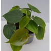 PHILODENDRON SCANDENS P12