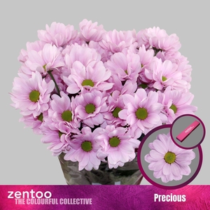 CHRYSANTHEMUM TR 'PRECIOUS'
