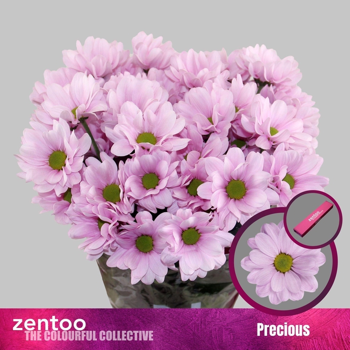 <h4>CHRYSANTHEMUM TR 'PRECIOUS'</h4>