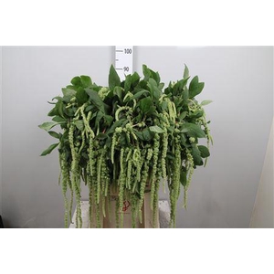 Amar Ca Green Cord