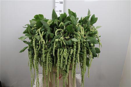 <h4>Amar Ca Green Cord</h4>