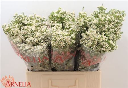 <h4>Chame Un Pearl Butto</h4>