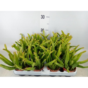 Rhipsalis   ...