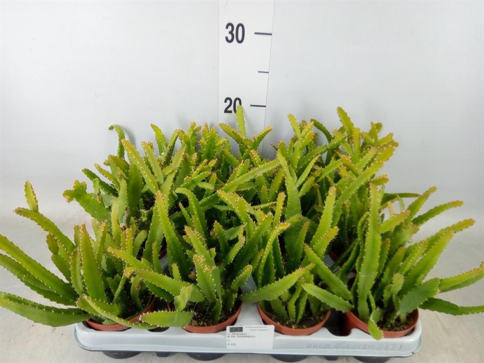 <h4>Rhipsalis   ...</h4>