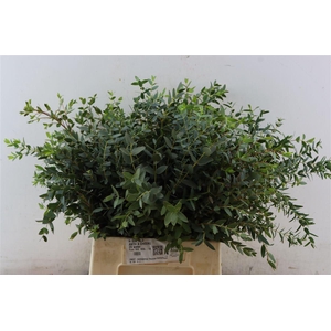 Euca Parvifolia Short 150gr S A P Bunch