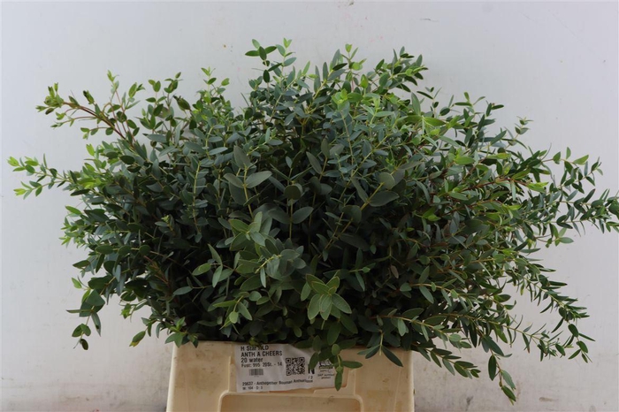 <h4>Euca Parvifolia Short 150gr S A P Bunch</h4>