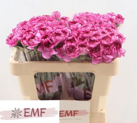 <h4>Di St Royal Damascus EMF</h4>