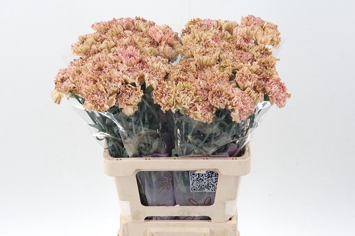 <h4>DI ST VIPER EMF</h4>