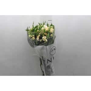 ALSTROEMERIA DIRTY DANCING 080 CM