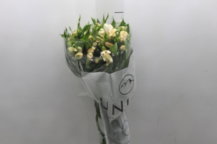 <h4>ALSTROEMERIA DIRTY DANCING 080 CM</h4>