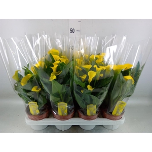 Zantedeschia  'Sunclub'