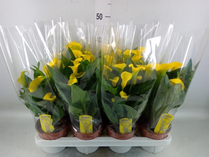 <h4>Zantedeschia  'Sunclub'</h4>