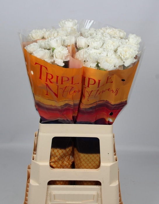 <h4>DI ST MONT BLANC</h4>