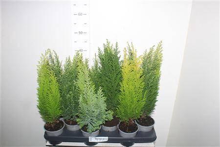 <h4>Coniferen Gem</h4>