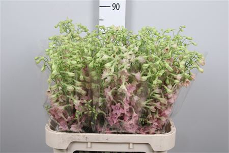 <h4>Delph En Pink Sensation</h4>