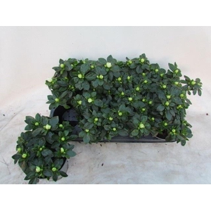 !! PROMO !! RHODO SI AIKO WHITE P14