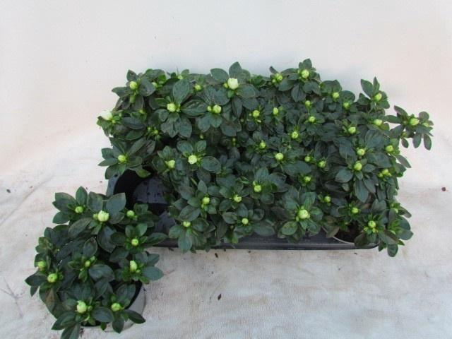 <h4>!! PROMO !! RHODO SI AIKO WHITE P14</h4>