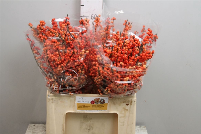 <h4>Ilex Ve Oudijks Orange</h4>