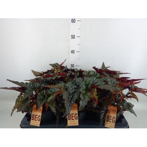 Begonia BD mac. 'Black Forest'