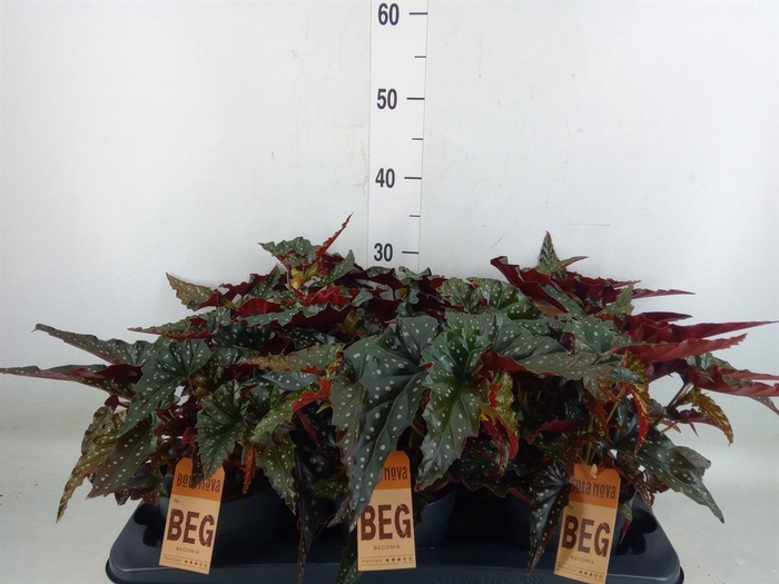 <h4>Begonia BD mac. 'Black Forest'</h4>