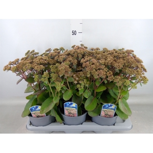 Sedum spectabile 'Matrona'