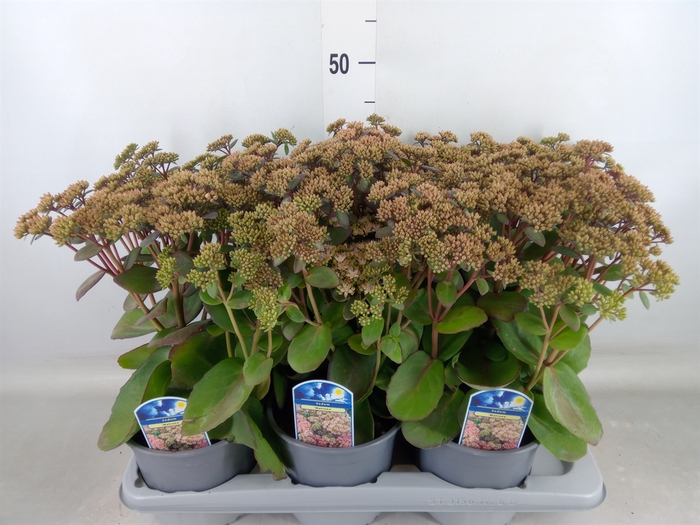 <h4>Sedum spectabile 'Matrona'</h4>