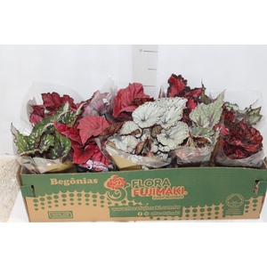 BEGONIA BELEAF P11 PO