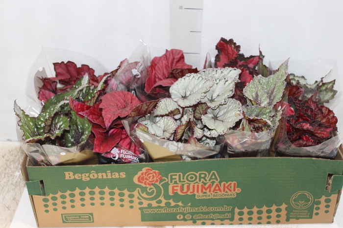 <h4>BEGONIA BELEAF P11 PO</h4>