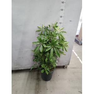 Schefflera arbor. 'Compacta'