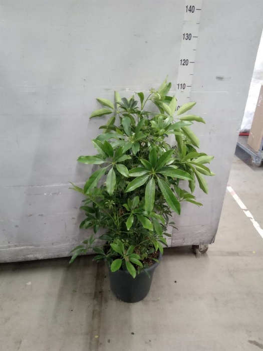 <h4>Schefflera arbor. 'Compacta'</h4>