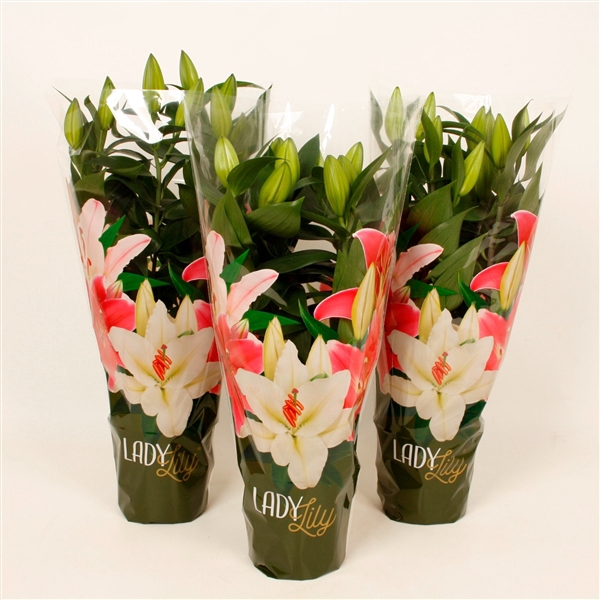 <h4>Lilium or. mix Lady Lily hoes (or. lelie)</h4>