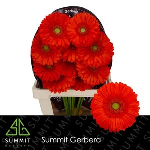 Gerbera Atlanta Flowerracket