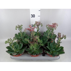 Echeveria  'Blue Prince'