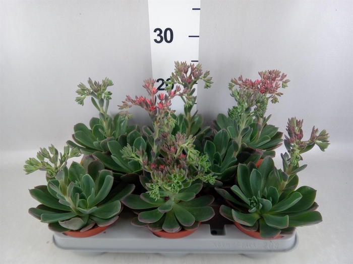 <h4>Echeveria  'Blue Prince'</h4>