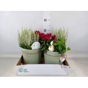 Arr.   Tuinplanten L%