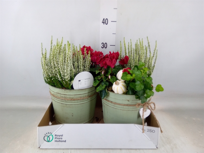 <h4>Arr.   Tuinplanten L%</h4>