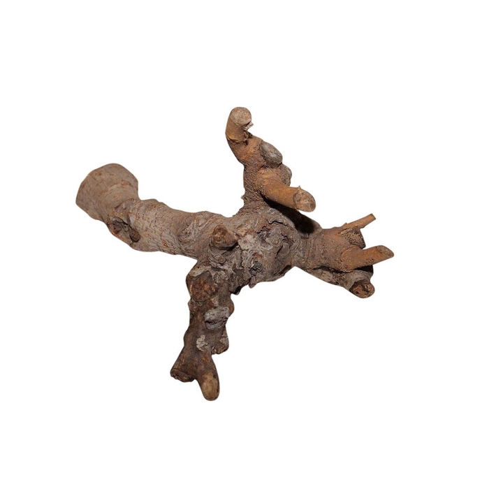 Kuwa root 25-30cm