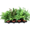 Fern 12 cm Mix Indoor