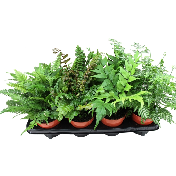 Fern 12 cm Mix Indoor