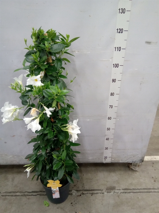 <h4>Mandevilla sand. 'SumStar White'</h4>