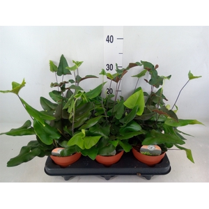 Hemionitis arifolia
