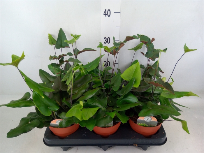 <h4>Hemionitis arifolia</h4>