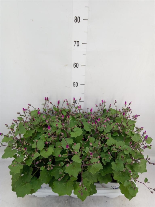 <h4>Pericallis cr. 'Senetti Magenta'</h4>