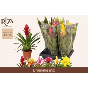 BROMELIA GEM 6 SRT