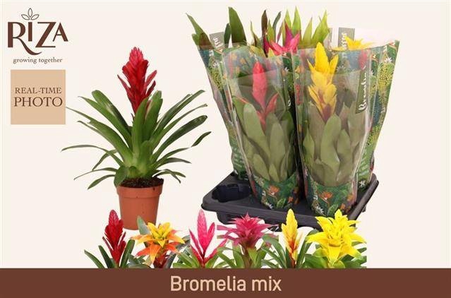 <h4>BROMELIA GEM 6 SRT</h4>