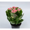 KALANCHOE DOBRADO MINI P09 ROSA